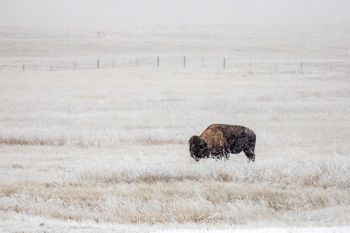 Bison in the snow at Badlands National Park.