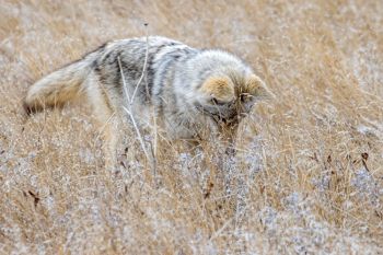 Coyote about to get a vole.