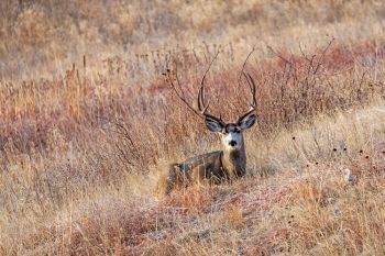 Mule deer at Wind Cave National Park.