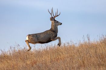 The tell-tail mule deer stotting (bouncing).