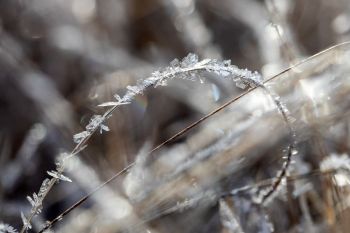 Hoarfrost on grass.