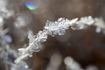 Hoarfrost on grass.