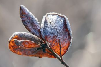 Hoarfrost on leaves.