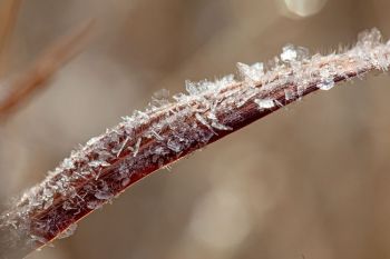 Hoarfrost on grass.