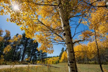 Aspen in September sunshine in rural Lawrence County.