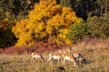 Pronghorn and a wild turkey with autumn accents in Custer State Park.