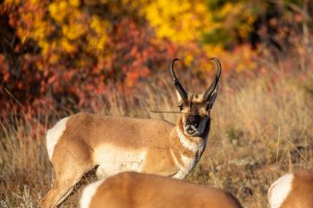 An interesting portrait with the prominent buck of the group.