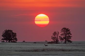 Dusty sunrise with a mule deer at Wind Cave National Park.