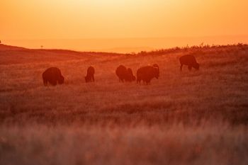 Bison in the early morning light at Wind Cave National Park.