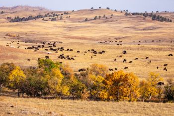 Bison graze beyond Lame Johnny Creek at Custer State Park.