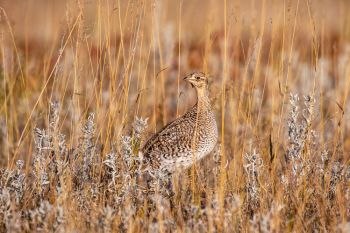 Sharp-tailed grouse at Custer State Park.