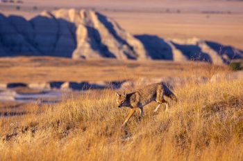 Early morning coyote on the prowl at Badlands National Park.