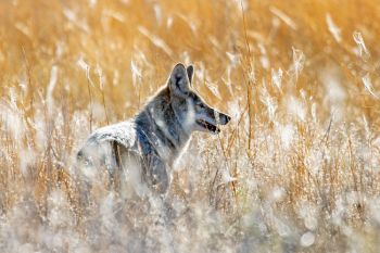 Coyote in tall grass and old clover at Badlands National Park.