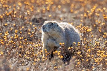 Prairie dog at Badlands National Park.