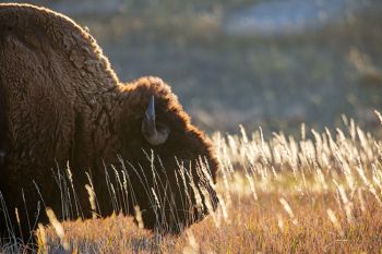 Bison grazing in tall grass in the Sage Creek Wilderness portion of Badlands National Park.