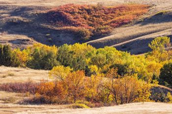 Autumn color in the high draws of Sage Creek Wilderness.