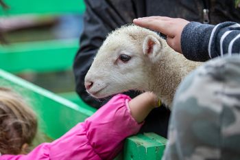 Petting a lamb at the Fall Festival.