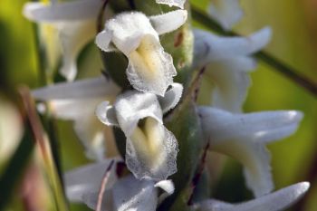 Great Plains ladies’ tresses orchid wildflower.