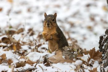 Squirrel in the first snow of the season.