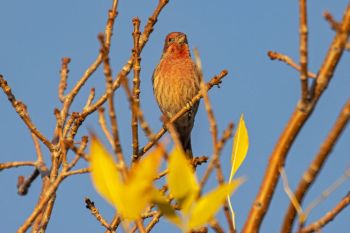 House finch framed by autumn leaves.