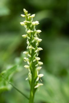 Northern green orchid in bloom at Englewood Springs Botanical Area near Lead.