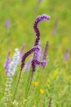 Blazing star showing above the tall grass at Aurora Prairie Preserve in Brookings County.