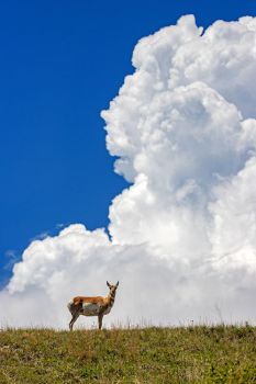 Storm clouds brewing above a pronghorn at Custer State Park.