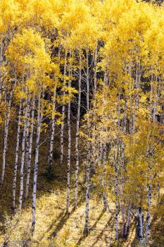 Aspen blazing in rural Lawrence County.