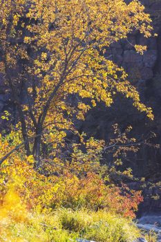 Fall colors at Palisades State Park.