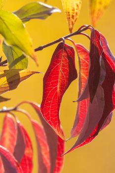 Leaf detail at Palisades State Park.