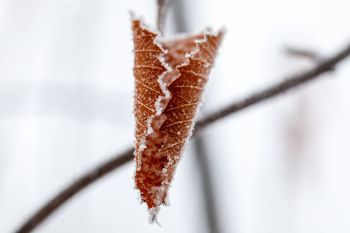 Frost at Terrace Park.