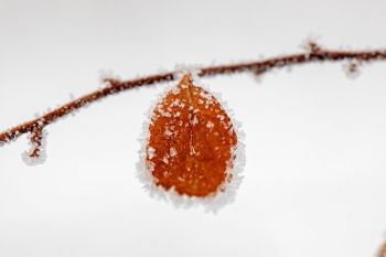 Frost at Terrace Park.