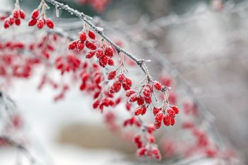 Frost at Terrace Park.