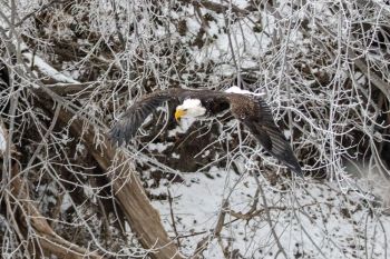 Bald eagle in flight at the Dells of the Big Sioux near Dell Rapids.