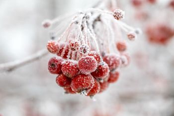 Frost at Terrace Park.