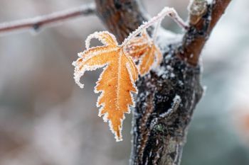 Frost at Terrace Park.