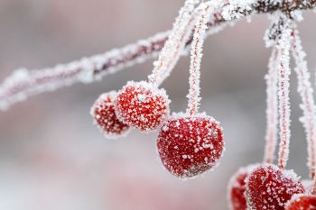 Frost at Terrace Park.