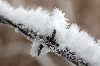 Rime ice on barbed wire fence in rural Kingsbury County.