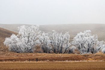 Frosted trees near Lowry.