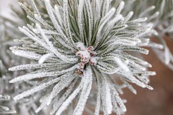 Frost at Terrace Park.