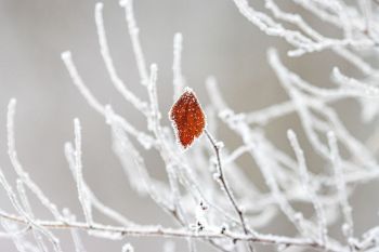 Frost at Terrace Park.