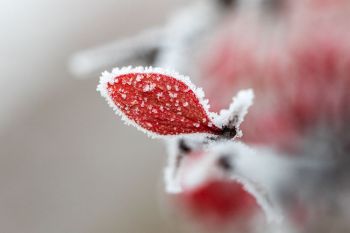 Frost at Terrace Park.