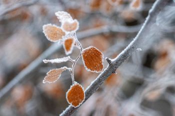 Frost at Terrace Park.