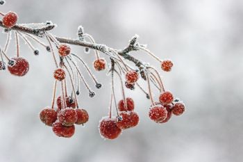 Frost at Terrace Park.