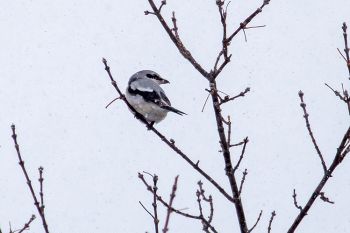 A northern shrike atop a tree along the Big Sioux River.