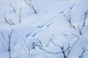 Bird tracks in the snow at Newton Hills State Park.