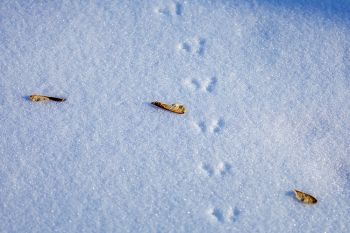 Mouse tracks in the snow at Newton Hills State Park.