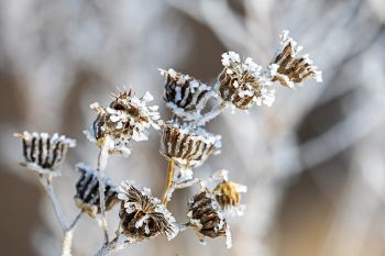 Frosted sunflower heads at Good Earth State Park.