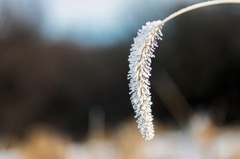 Frost weighing down some ornamental grass along the trail at Good Earth State Park.