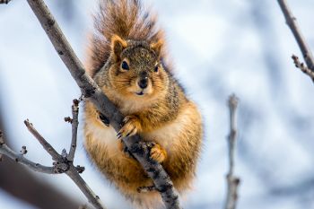 A curious (and quite plump) squirrel at the Big Sioux Recreation Area.